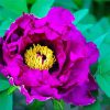 Purple Peony Paint by number