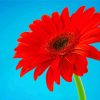 Red Gerbera Daisy paint by number