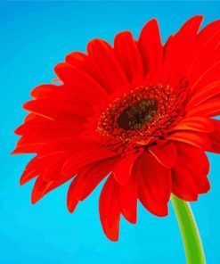 Red Gerbera Daisy paint by number