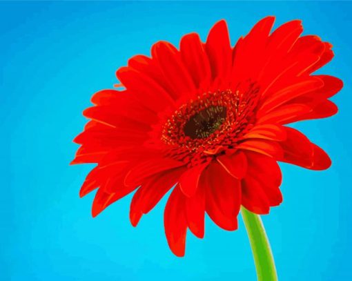 Red Gerbera Daisy paint by number