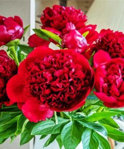 Red Peony paint by number