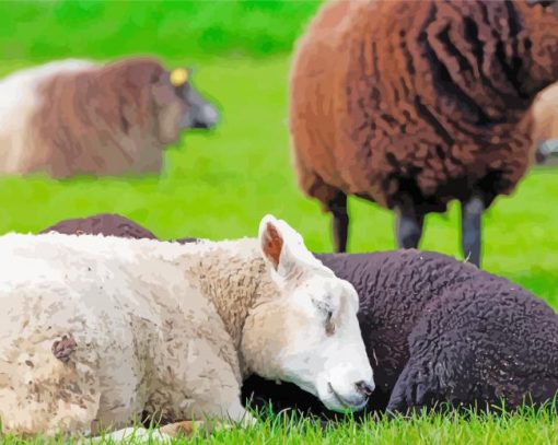 Sleeping Sheeps paint by number