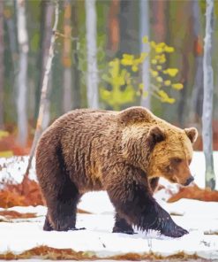 Swedish Brown Bear In Snow paint by number