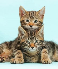 Two Tabby Kittens paint by number