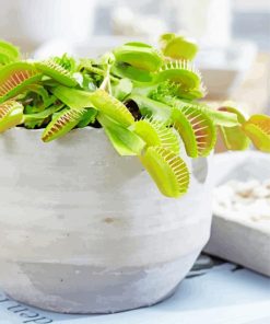 Venus Flytrap Pot paint by number