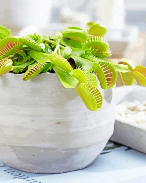 Venus Flytrap Pot paint by number