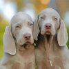 Weimaraner Puppy Dogs paint by number