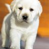 White Labrador Puppy paint by number