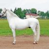 White Welsh Pony Horse paint by number