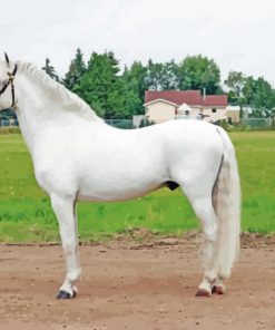 White Welsh Pony Horse paint by number