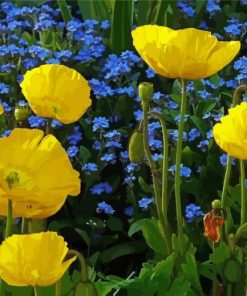 Yellow Poppies With Blue Flowers paint by number