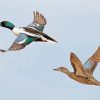 Adorable Ducks In Flight paint by number