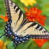 Aesthetic Butterfly Garden paint by number