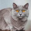 Aesthetic Grey Cat With Orange Eyes paint by number