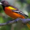 Aesthetic Orioles Bird Animal paint by number