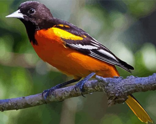 Aesthetic Orioles Bird Animal paint by number