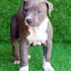 Aesthetic Pit Bull Puppy paint by number