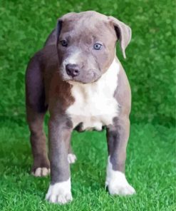 Aesthetic Pit Bull Puppy paint by number