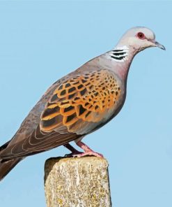 Aesthetic Turtle Dove paint by number