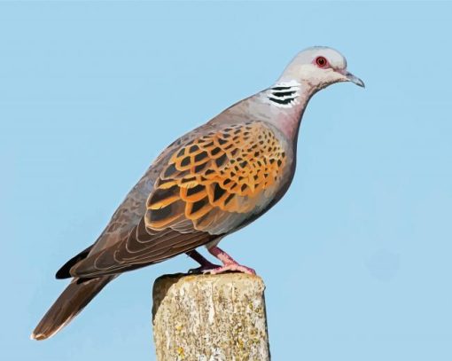 Aesthetic Turtle Dove paint by number