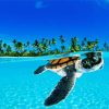 Baby Sea Turtle Underwater paint by number