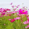 Beautiful Field Of Flowers With Pink paint by number