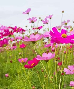 Beautiful Field Of Flowers With Pink paint by number