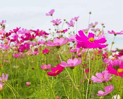 Beautiful Field Of Flowers With Pink paint by number