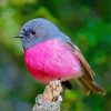 Bird With Pink Paint by number