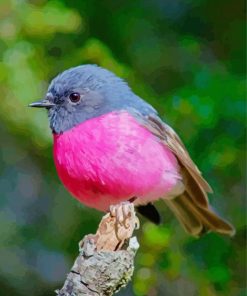 Bird With Pink Paint by number