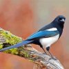 Black Billed Magpie Bird paint by number