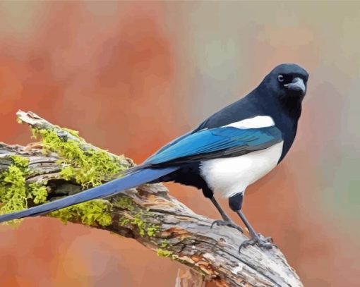 Black Billed Magpie Bird paint by number