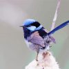 Blue Wrens paint by number