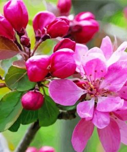 Bright Pink Flowers Blooming On Tree Branch Paint by number