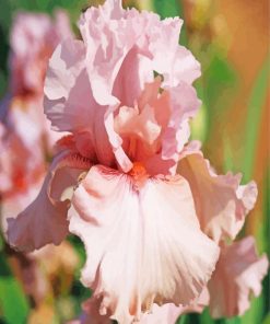 Close Up Pink Iris Flower Paint by number