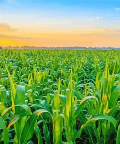 Corn Farm Landscape paint by number