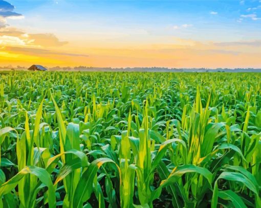 Corn Farm Landscape paint by number