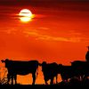 Cows Silhouette paint by number