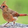 Cute Juvenile Cardinal paint by number