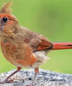 Cute Juvenile Cardinal paint by number