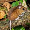 Cute Tree Mouse paint by number