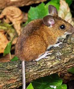 Cute Tree Mouse paint by number