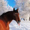 Funny Winter Horse Paint by number