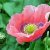 Pink White Poppies Flowers paint by number