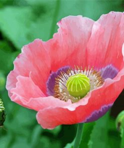 Pink White Poppies Flowers paint by number