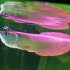 Purple Arowana paint by number