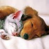 Sleepy Puppy And Kitten paint by number