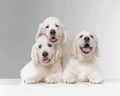 White English Golden Retriever paint by number