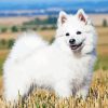 White Spitz Dog paint by number