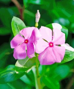 Two Periwinkle Flowers Paint By Numbers